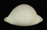 中文名:繡珠寶螺(003276-00002)學名:Cypraea cicercula Linnaeus, 1758(003276-00002)