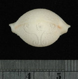 中文名:繡珠寶螺(003276-00002)學名:Cypraea cicercula Linnaeus, 1758(003276-00002)