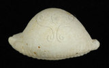 中文名:繡珠寶螺(004656-00054)學名:Cypraea cicercula Linnaeus, 1758(004656-00054)