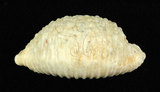 中文名:疙瘩寶螺(疣寶螺)(001737-00089)學名:Cypraea nucleus Linnaeus, 1758(001737-00089)