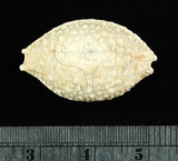 中文名:疙瘩寶螺(疣寶螺)(001737-00089)學名:Cypraea nucleus Linnaeus, 1758(001737-00089)