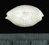 中文名:疙瘩寶螺(疣寶螺)(002125-00001)學名:Cypraea nucleus Linnaeus, 1758(002125-00001)