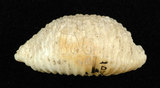 中文名:疙瘩寶螺(疣寶螺)(002125-00002)學名:Cypraea nucleus Linnaeus, 1758(002125-00002)
