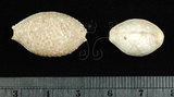 中文名:疙瘩寶螺(疣寶螺)(002125-00002)學名:Cypraea nucleus Linnaeus, 1758(002125-00002)