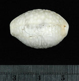 中文名:疙瘩寶螺(疣寶螺)(002125-00003)學名:Cypraea nucleus Linnaeus, 1758(002125-00003)