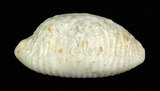 中文名:疙瘩寶螺(疣寶螺)(002125-00004)學名:Cypraea nucleus Linnaeus, 1758(002125-00004)
