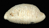 中文名:疙瘩寶螺(疣寶螺)(002125-00004)學名:Cypraea nucleus Linnaeus, 1758(002125-00004)