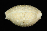 中文名:疙瘩寶螺(疣寶螺)(002368-00390)學名:Cypraea nucleus Linnaeus, 1758(002368-00390)