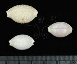 中文名:疙瘩寶螺(疣寶螺)(002368-00390)學名:Cypraea nucleus Linnaeus, 1758(002368-00390)