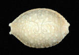 中文名:疙瘩寶螺(疣寶螺)(002368-00391)學名:Cypraea nucleus Linnaeus, 1758(002368-00391)