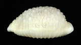 中文名:疙瘩寶螺(疣寶螺)(002368-00392)學名:Cypraea nucleus Linnaeus, 1758(002368-00392)