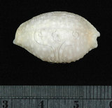 中文名:疙瘩寶螺(疣寶螺)(002368-00392)學名:Cypraea nucleus Linnaeus, 1758(002368-00392)