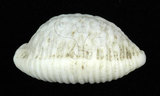 中文名:疙瘩寶螺(疣寶螺)(002629-00045)學名:Cypraea nucleus Linnaeus, 1758(002629-00045)