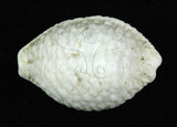 中文名:疙瘩寶螺(疣寶螺)(002629-00045)學名:Cypraea nucleus Linnaeus, 1758(002629-00045)
