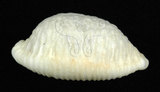 中文名:疙瘩寶螺(疣寶螺)(002629-00046)學名:Cypraea nucleus Linnaeus, 1758(002629-00046)