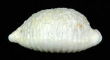 中文名:疙瘩寶螺(疣寶螺)(002629-00046)學名:Cypraea nucleus Linnaeus, 1758(002629-00046)