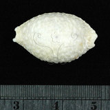 中文名:疙瘩寶螺(疣寶螺)(002629-00046)學名:Cypraea nucleus Linnaeus, 1758(002629-00046)