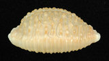 中文名:疙瘩寶螺(疣寶螺)(002639-00111)學名:Cypraea nucleus Linnaeus, 1758(002639-00111)