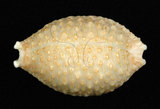 中文名:疙瘩寶螺(疣寶螺)(002639-00111)學名:Cypraea nucleus Linnaeus, 1758(002639-00111)