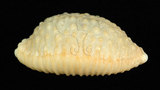 中文名:疙瘩寶螺(疣寶螺)(003276-00062)學名:Cypraea nucleus Linnaeus, 1758(003276-00062)