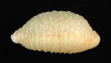 中文名:疙瘩寶螺(疣寶螺)(003276-00062)學名:Cypraea nucleus Linnaeus, 1758(003276-00062)