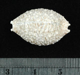 中文名:疙瘩寶螺(疣寶螺)(003374-00028)學名:Cypraea nucleus Linnaeus, 1758(003374-00028)