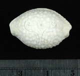 中文名:疙瘩寶螺(疣寶螺)(003511-00019)學名:Cypraea nucleus Linnaeus, 1758(003511-00019)