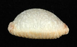 中文名:疙瘩寶螺(疣寶螺)(004800-00077)學名:Cypraea nucleus Linnaeus, 1758(004800-00077)