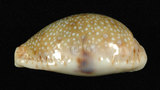 中文名:腰斑寶螺 (004611-00087 )學名:Cypraea erosa Linnaeus, 1758(004611-00087 )