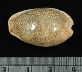 中文名:腰斑寶螺 (004611-00087 )學名:Cypraea erosa Linnaeus, 1758(004611-00087 )