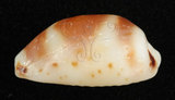 中文名:大熊寶螺(004024-00015)學名:Cypraea hirundo Linnaeus, 1758(004024-00015)