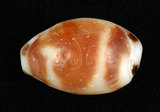 中文名:大熊寶螺(004024-00015)學名:Cypraea hirundo Linnaeus, 1758(004024-00015)