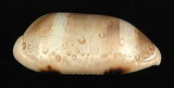 中文名:百眼寶螺 (003032-00083)學名:Cypraea argus Linnaeus, 1758(003032-00083)