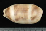 中文名:百眼寶螺 (003032-00083)學名:Cypraea argus Linnaeus, 1758(003032-00083)