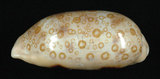 中文名:百眼寶螺 (003317-00027)學名:Cypraea argus Linnaeus, 1758(003317-00027)