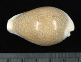 中文名:初雪寶螺 (002852-00066)學名:Cypraea miliaris Gmelin, 1791(002852-00066)