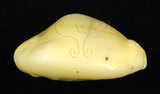 中文名:黃寶螺(001737-00098)學名:Cypraea moneta Linnaeus, 1758(001737-00098)