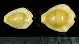 中文名:黃寶螺(001737-00101)學名:Cypraea moneta Linnaeus, 1758(001737-00101)