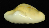 中文名:黃寶螺(001737-00104)學名:Cypraea moneta Linnaeus, 1758(001737-00104)