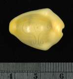 中文名:黃寶螺(002119-00007)學名:Cypraea moneta Linnaeus, 1758(002119-00007)