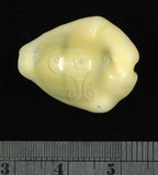 中文名:黃寶螺(002119-00011)學名:Cypraea moneta Linnaeus, 1758(002119-00011)