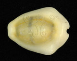中文名:黃寶螺(002119-00012)學名:Cypraea moneta Linnaeus, 1758(002119-00012)