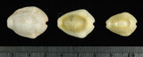 中文名:黃寶螺(002119-00012)學名:Cypraea moneta Linnaeus, 1758(002119-00012)