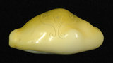 中文名:黃寶螺(002119-00013)學名:Cypraea moneta Linnaeus, 1758(002119-00013)