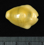 中文名:黃寶螺(002119-00013)學名:Cypraea moneta Linnaeus, 1758(002119-00013)