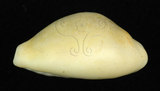 中文名:黃寶螺(002119-00014)學名:Cypraea moneta Linnaeus, 1758(002119-00014)