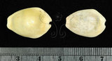 中文名:黃寶螺(002119-00014)學名:Cypraea moneta Linnaeus, 1758(002119-00014)