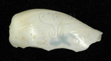 中文名:黃寶螺(002411-00150)學名:Cypraea moneta Linnaeus, 1758(002411-00150)