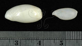 中文名:黃寶螺(002411-00150)學名:Cypraea moneta Linnaeus, 1758(002411-00150)