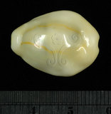 中文名:黃寶螺(002831-00058)學名:Cypraea moneta Linnaeus, 1758(002831-00058)